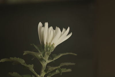 Close-up of flower against black background