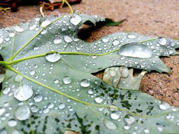 Close-up of raindrops on leaf