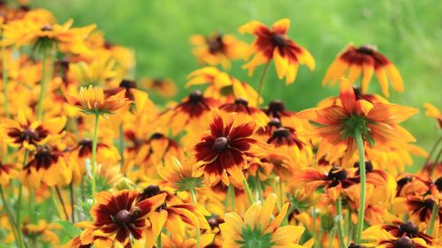 Close-up of yellow flowering plants on field