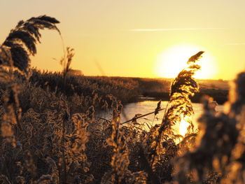Close-up of silhouette plants against sky at sunset