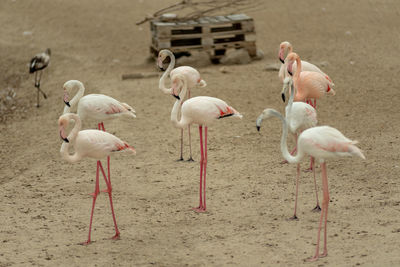 View of birds on beach