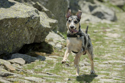 Australian shepherd