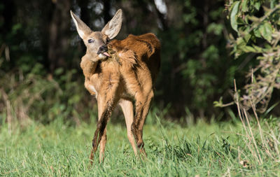 Deer standing on field