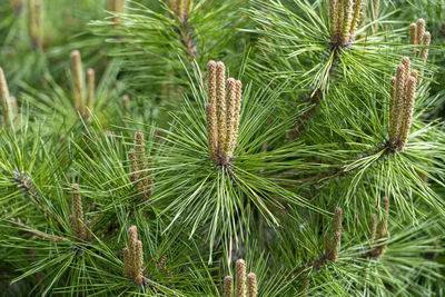 Branches of coniferous trees close up as a background	