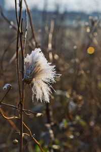 Close-up of wilted plant