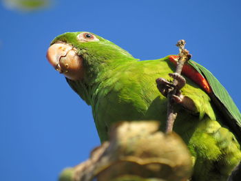 Low angle view of parrot perching on blue sky