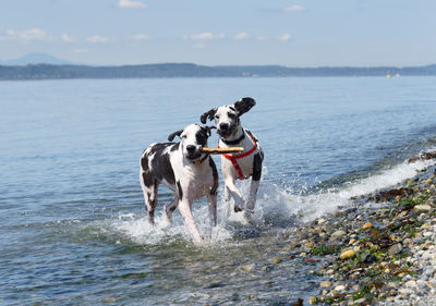 Very happy harlequin great danes playing stick fetch on a rocky beach shore, puppy with floppy ears.