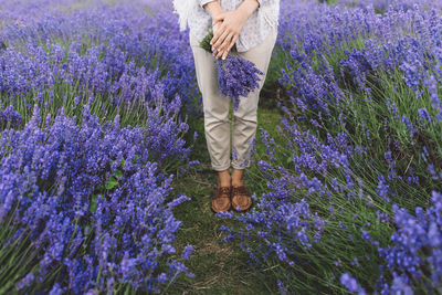 Low section of woman holding lavender flowers on field