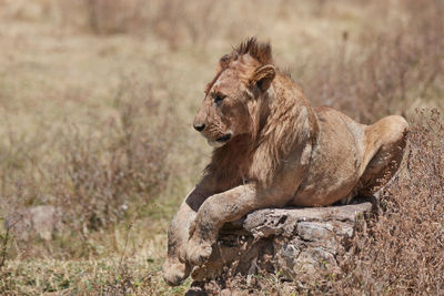 Cat sitting looking away outdoors