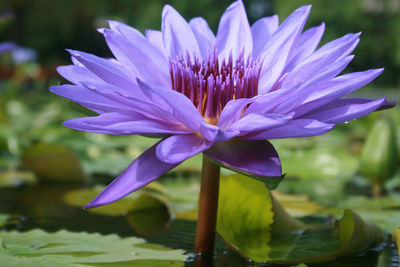 Purple lotus in the water