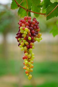 Close-up of grapes growing in vineyard