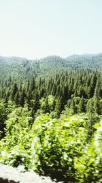 Scenic view of forest against clear sky