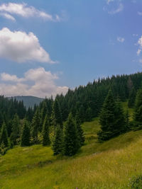 Pine trees in forest against sky