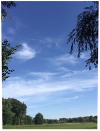 Low angle view of trees against sky