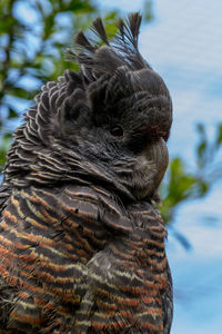 Close-up of bird