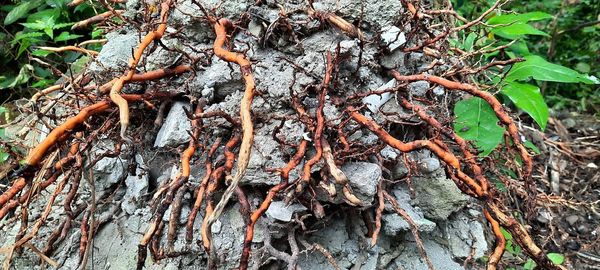 Close-up of tree roots on field