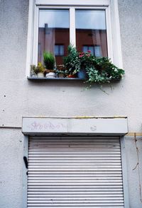 Close-up of potted plant on window