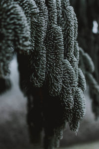 Close-up of pine tree during winter