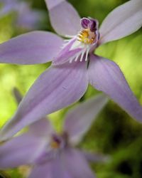 Close-up of purple flowering plant