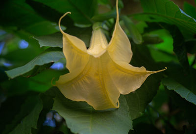 Close-up of yellow flower