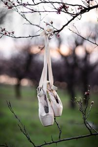 Close-up of white flower hanging on branch