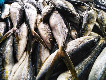 Close-up of fish for sale at market