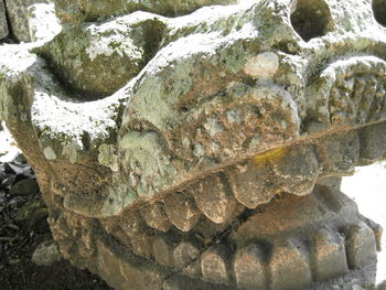 Close-up of lizard on rock