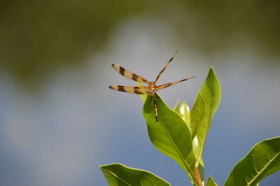 View of dragonfly at the edge of leaf
