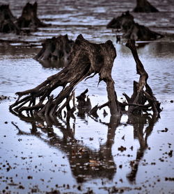 Driftwood on snow covered landscape