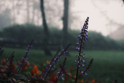 Close-up of purple flowering plant on field