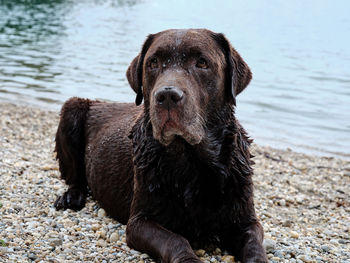 Portrait of black dog