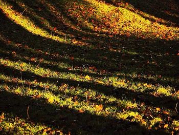 Trees growing on field