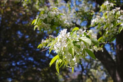 Close-up of cherry blossom on tree