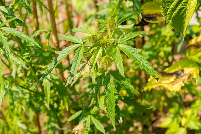 plant