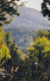 Close-up of plants growing on field