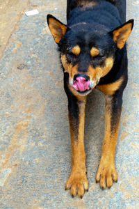 Portrait of a dog