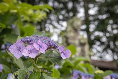 Close-up of purple flowering plant