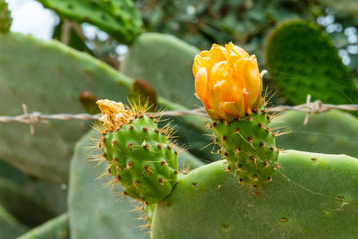 Close-up of prickly pear cactus