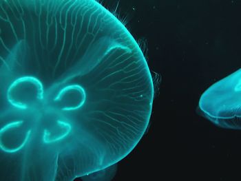 Close-up of jellyfish swimming in sea