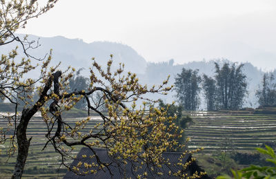 Fresh plants and trees against sky in foggy weather