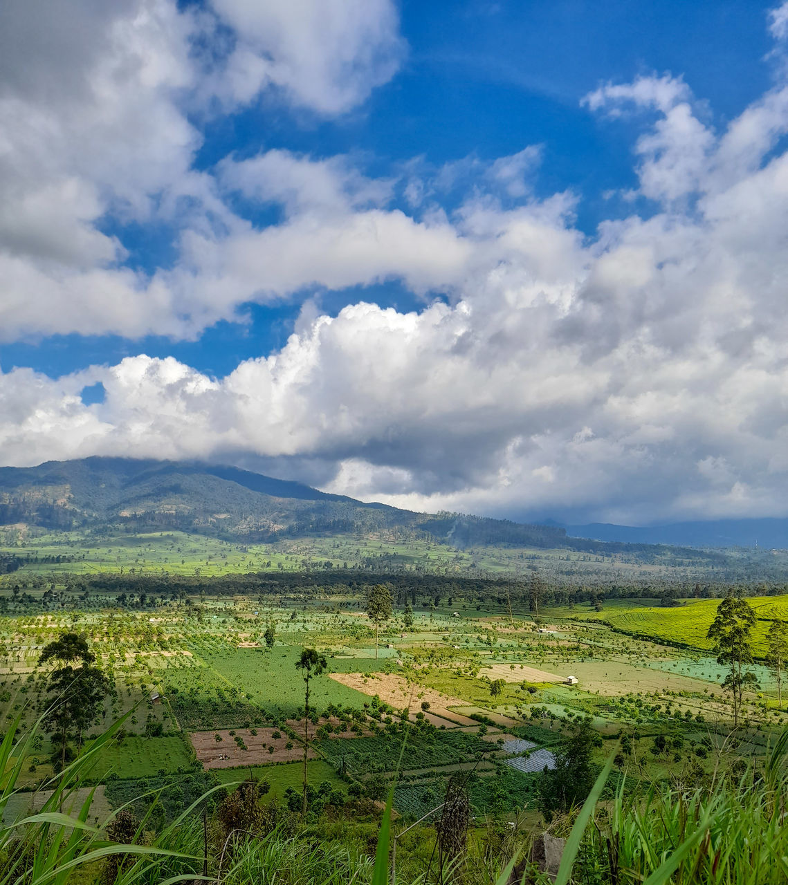 SCENIC VIEW OF FARM AGAINST SKY