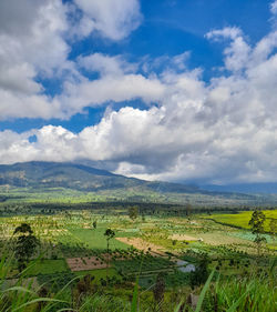 Scenic view of agricultural field against sky