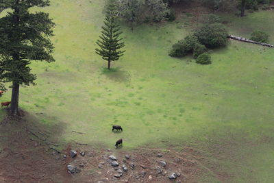 High angle view of cattle grazing on field