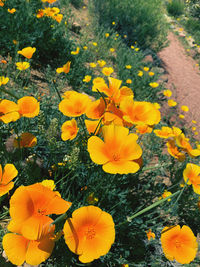 High angle view of yellow flowering plant in field