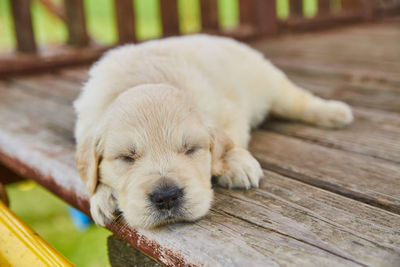 Dog sleeping on wood