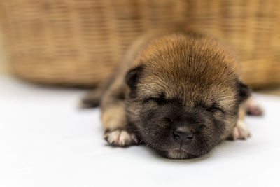 A shiba inu puppy sleeping in the basket. japanese dog sleeping.