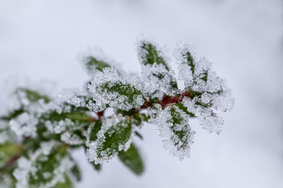 Close-up of frozen plant