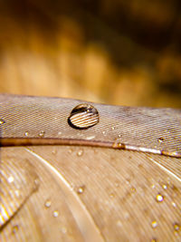 Close-up of wet leaf on wood