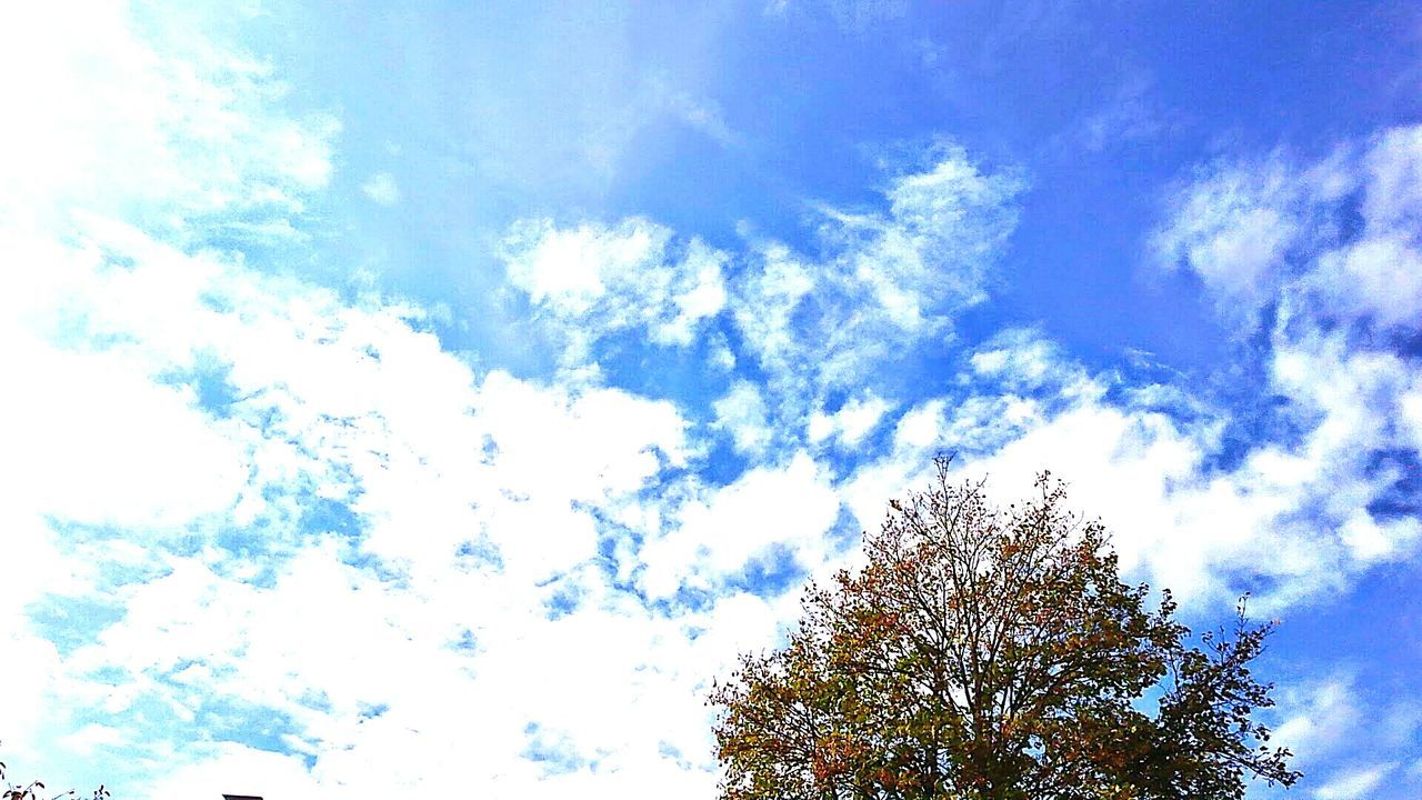 low angle view, tree, sky, growth, cloud - sky, branch, nature, beauty in nature, high section, blue, tranquility, treetop, cloud, day, outdoors, scenics, cloudy, no people, sunlight, tranquil scene