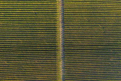 Full frame shot of agricultural field